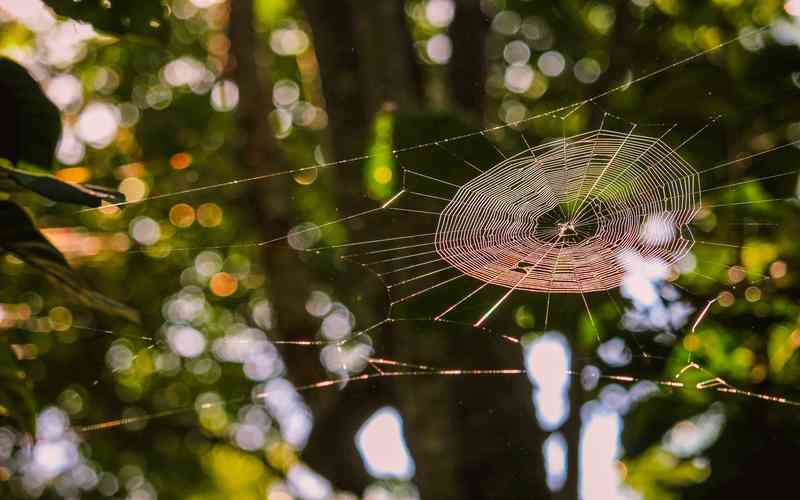 微生物在生物界的分类地位如何