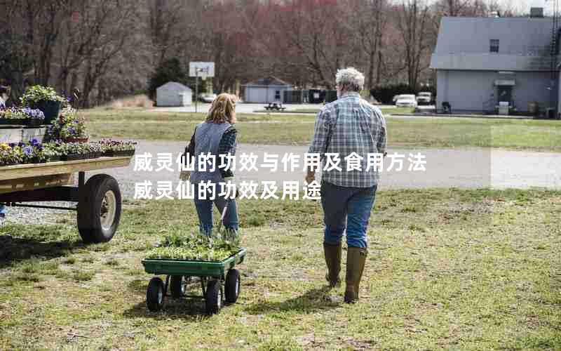 威灵仙的功效与作用及食用方法 威灵仙的功效及用途