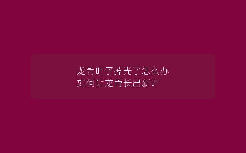 龙骨叶子掉光了怎么办 如何让龙骨长出新叶