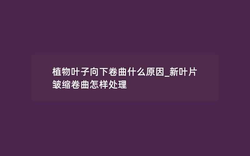 植物叶子向下卷曲什么原因_新叶片皱缩卷曲怎样处理