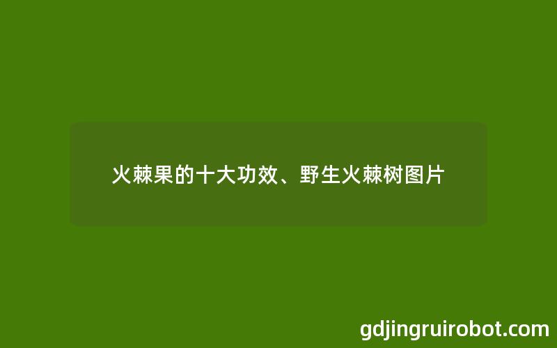 火棘果的十大功效、野生火棘树图片