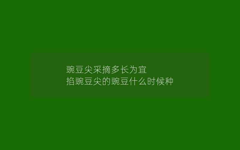 豌豆尖采摘多长为宜 掐豌豆尖的豌豆什么时候种