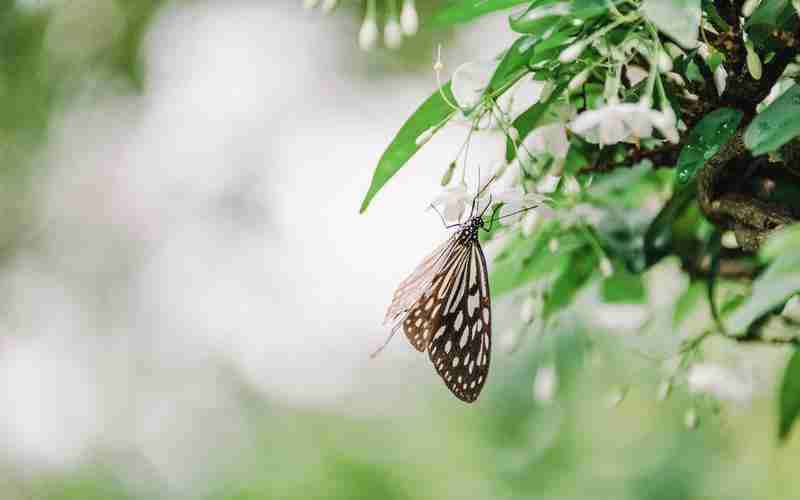 丙辰日柱女命旺夫吗—丙辰日生最富贵时辰